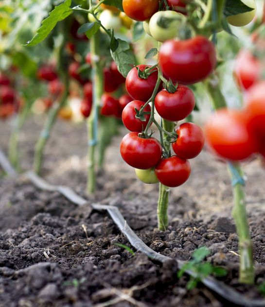 tomaten im garten pflanzen